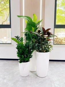 宁波余姚绿化养护方案，开启城市绿色新篇章